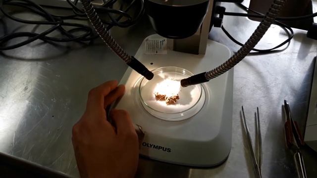 Contaminación por Trichoderma o Penicillium, Tratando de identificar смотреть онлайн