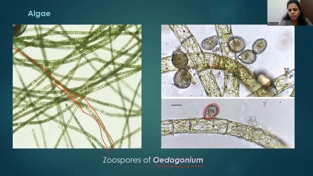 CBSE Class 12 Ch1- Reproduction In Organisms- Spore Formation