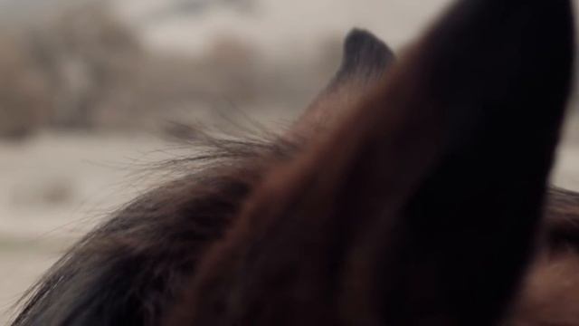 Equus Caballus смотреть онлайн