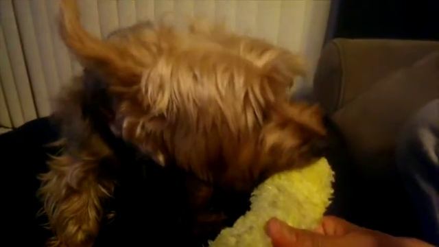 Funny dog Max eating corn on the cob. смотреть онлайн