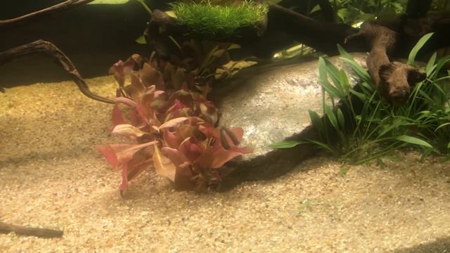 Nannostomus beckfordi смотреть онлайн