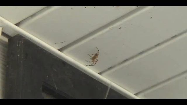 Nature In Action: The Cologne and the Spider смотреть онлайн