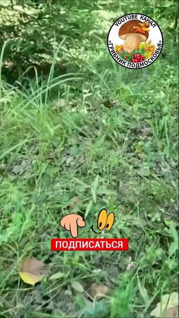 💥ГРИБНИК НАШЁЛ ЦАРСКИЕ ГРИБЫ РЫЖИКИ и ПОЛЯНУ ПОДБЕРЁЗОВИКОВ. #грибы2023 #природа #рыжики #грибник