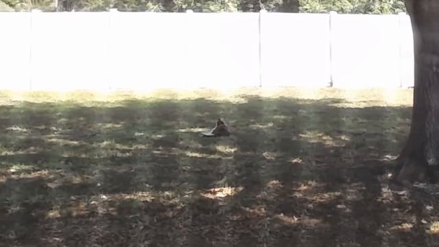 Kitten Cam 12 March 2020 смотреть онлайн