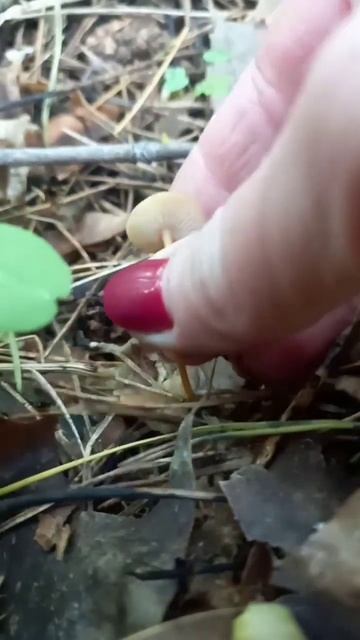 ❗Стробилюрус шпагатоногий - съедобный гриб 🍄 Показываю как выглядит ❗ #грибы #shorts #funny #nature