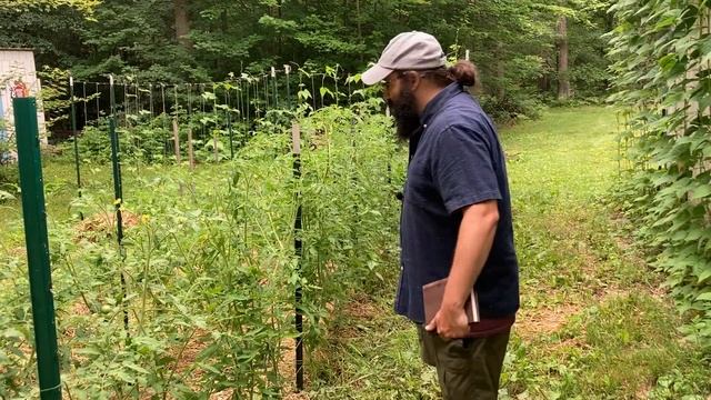 HEIRLOOM TOMATO TOUR! What's Growin' At Small House Farm?