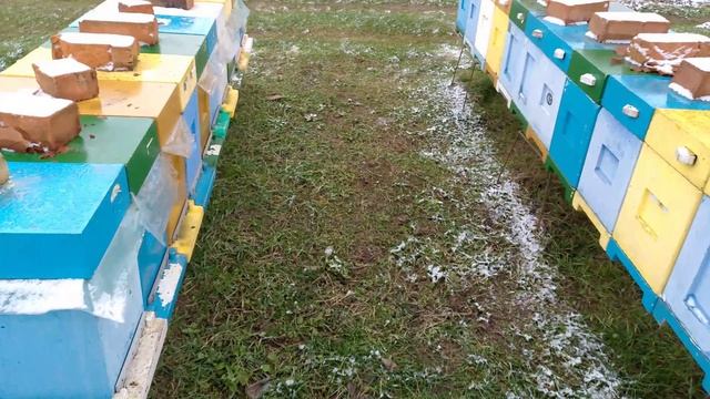 Первый осмотр пчел в 2025 часть 2