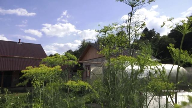 Укроп выше роста смотреть онлайн