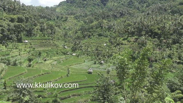 Aero view on rice terraces of mountain and house of farmers. Bali, Indonesia смотреть онлайн