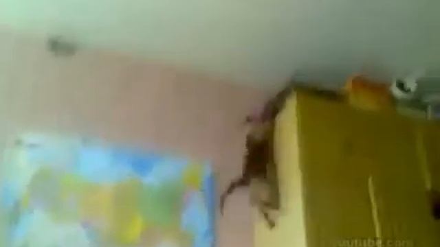коты и их смелые прыжки смотреть онлайн