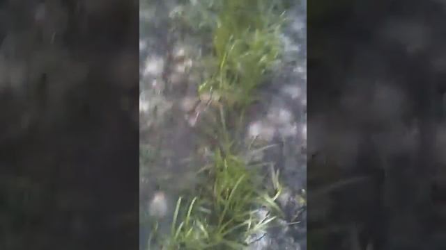 VID 20170625 120416 смотреть онлайн