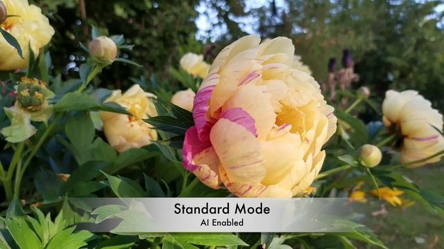 Motorola One Vision Camera Test смотреть онлайн