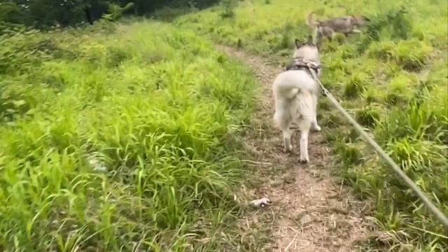 ЗАЙЧИК В ПОЛЕ |ХАСКИ ГРОМ | СМЕШНЫЕ ЖИВОТНЫЕ | БУДНИ ХАСКИ смотреть онлайн