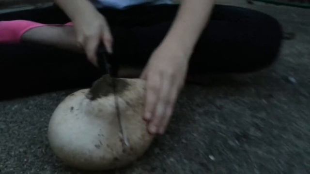 dissecting a mushroom смотреть онлайн