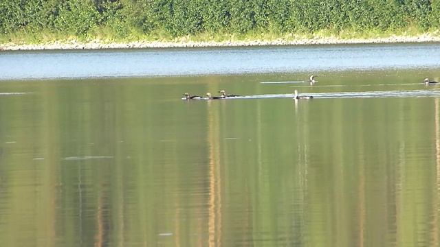 Вальс Граммофон
