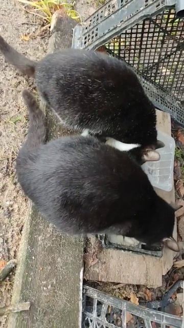 Котята ищут дом смотреть онлайн