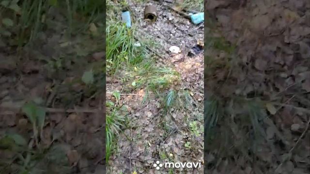 Прогулка по лесу,за грибами..