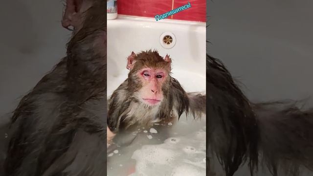 Банный день у Гоши и Маруси #резус #макаки #обезьянки #гоша #маруся #купаем👍🍓🐒🍐🩷 смотреть онлайн