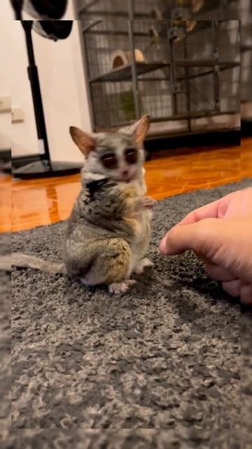 Fanny Galago/That's my beauty #galago #fannygalago #fannypets смотреть онлайн