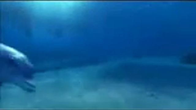 Дельфины смотреть онлайн