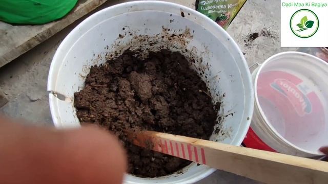 Trichoderma Multiply करने की विधि।।💚💚@Dadimaakibagiya122