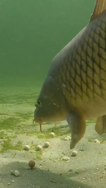 Попался карп смотреть онлайн