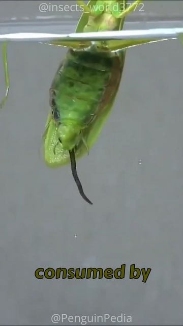 Worm That Eats The Fat of Bugs Then Drowns It: The Hairworm! 🦗🪳🪱 смотреть онлайн