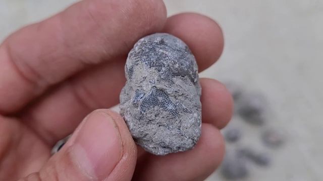 Hunting For Trilobites! Part Two, The Search Continues! смотреть онлайн
