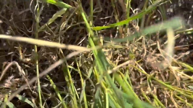 Metarhizium Para Controle De Lagarta Em Tifton