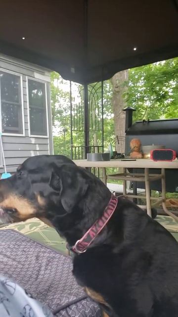 rottweiler small awu. смотреть онлайн