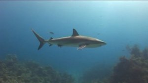 RELAX THE BAHAMAS Багамы