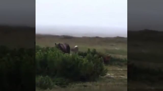 Охота на медведя смотреть онлайн