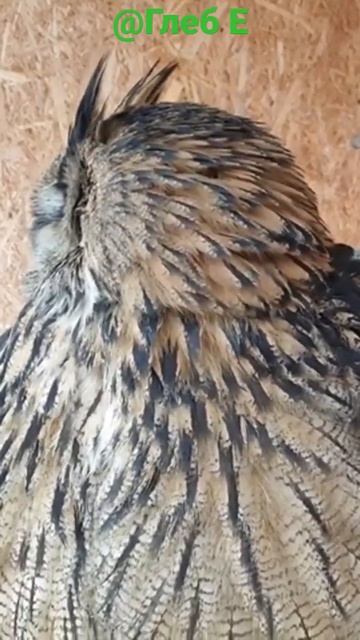 Рыбоед, мясоед... (Голодаешь?) #филиппфилиппыч #owl #nature #филин #сова #природа #animals #животны смотреть онлайн