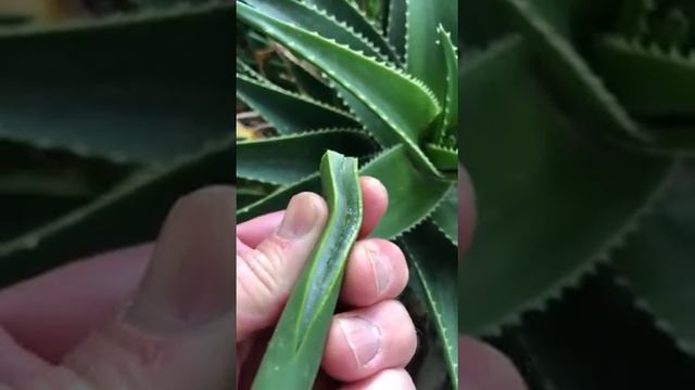 Bitkilerde Sekonder Metabolitler 1 смотреть онлайн