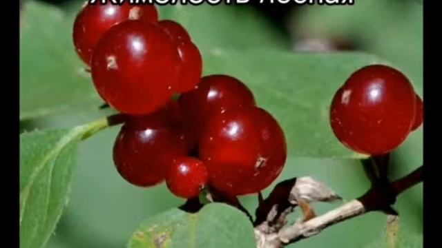 Ядовитые ягоды смотреть онлайн