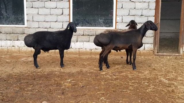 Продаются гисарские кошкары. Казакстан. Шымкент +77026995934 смотреть онлайн