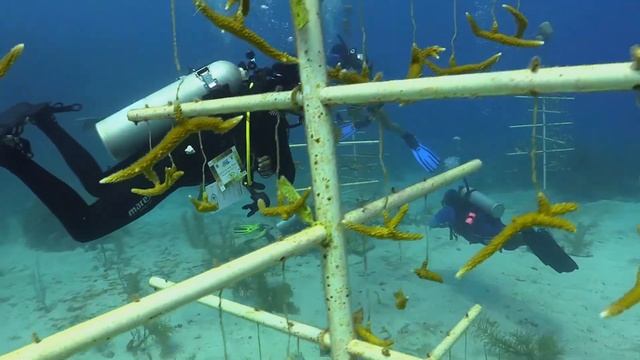 PADI Coral Nursery Maintenance Specialty - Utila Dive Center - Coral Restoration смотреть онлайн