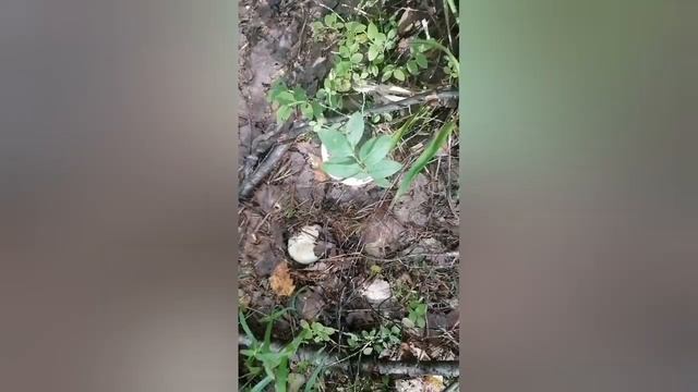 #выходной #делаогородные #лес #грибы