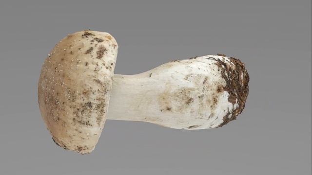 Boletus Edulis or Porcino смотреть онлайн