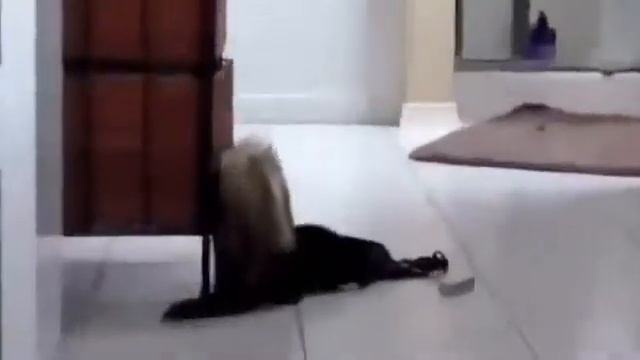Очень Смешные Кошки 2014 Very Funny Cats смотреть онлайн