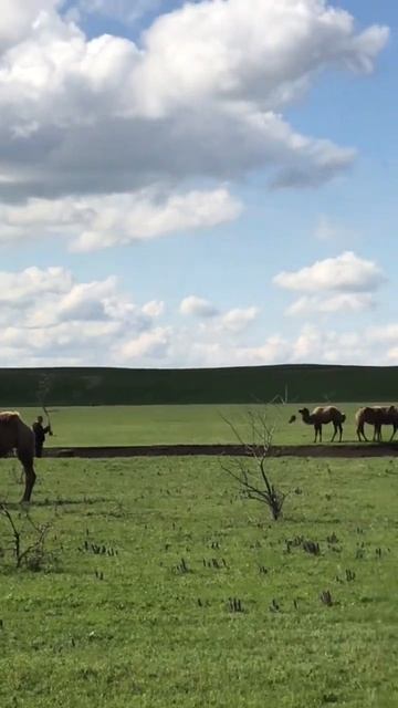 #природа #весна #ставропольскийкрай #верблюды#удивительноерядом смотреть онлайн