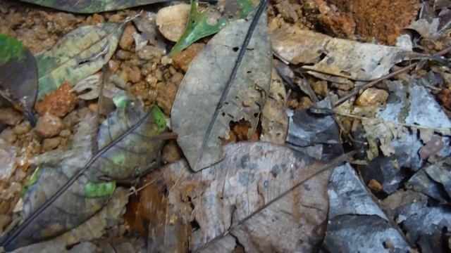 Brown Leech, Сухоземна пиявица, Haemadipsa zeylanica, Sinharaja Rainforest, Sri Lanka смотреть онлайн