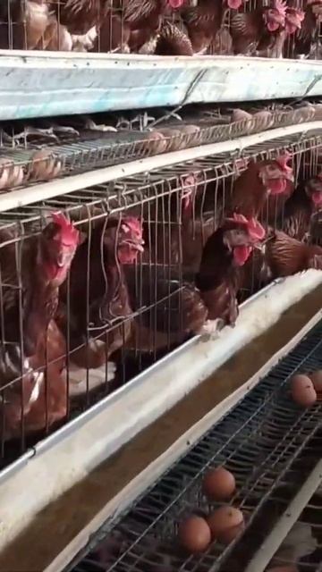 poultry farming #shorts #layerfarming #poultryfarming смотреть онлайн