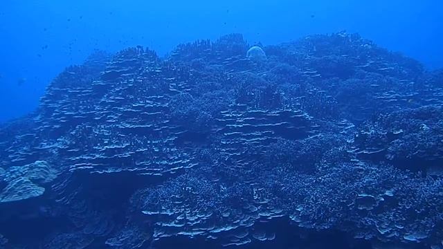 2015.1月　辺野古・大浦湾のダイビングポイント「ハマサンゴ博物館」① смотреть онлайн