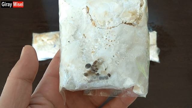 Kompost kullanmadan istiridye mantarı yetiştirmek mümkün mü ? Evde Mantar Yetiştirme смотреть онлайн