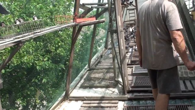 ГОЛУБИ МОЛОДЁЖЬ!!! ВИКТОРА.27.05.2023г. смотреть онлайн