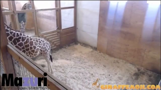 April the giraffe is an internet sensation with her giraffe camera смотреть онлайн