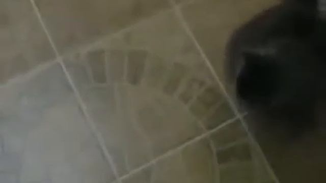 Внимание смотреть всем, говорящая кошка. смотреть онлайн