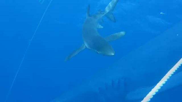 Drums'n Dive shark & mobula diving