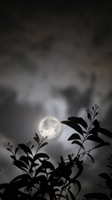 Tomar Jonno Nilche Tara || English meaning || kath golap || A beautiful night смотреть онлайн
